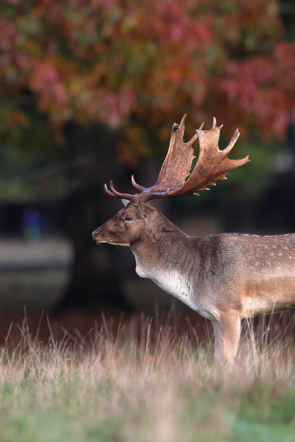 The,European,Fallow,Deer,,Also,Known,As,The,Common,Fallow
